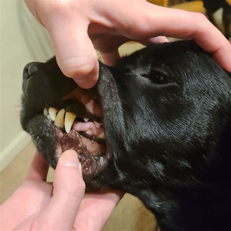 My Dogs Gums And Mouth Have Recently Turned Black We Noticed It About
