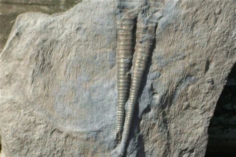 Tentaculites Alchetron The Free Social Encyclopedia