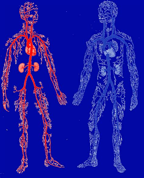 Blood And Vein Flow Diagram Circulatory System Arteries Veins Arm