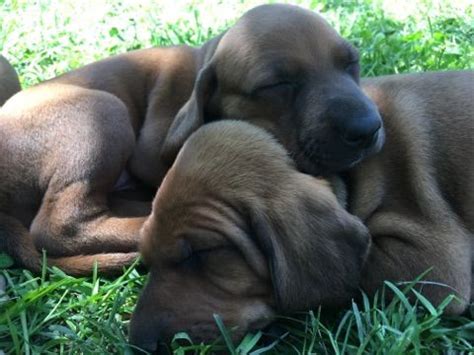 Red river redbones robert and shauna mcbride sundre, ab t0m 1x0 phone: Redbone Coonhound Puppies For Sale | West Plains, MO #193373