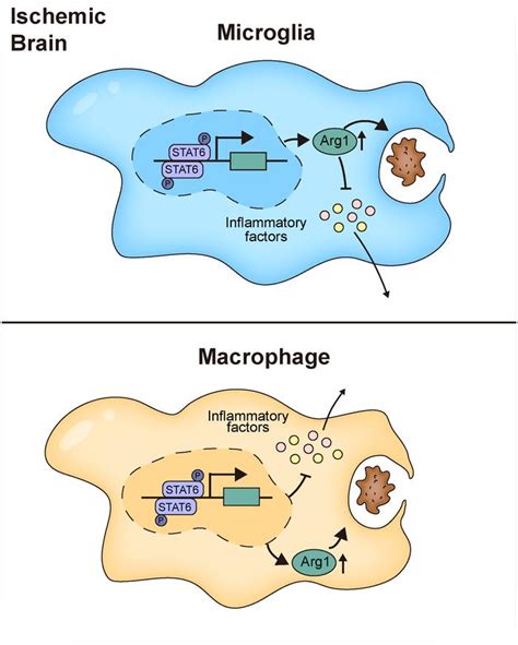 Jci Insight Stat6arg1 Promotes Microgliamacrophage Efferocytosis