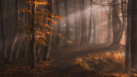 Forest Path With Trees And Sunbeam Hd Nature Wallpapers Hd Wallpapers