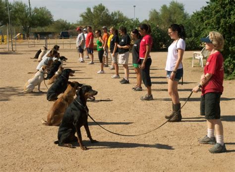 What Is Basic Obedience Training For Dogs