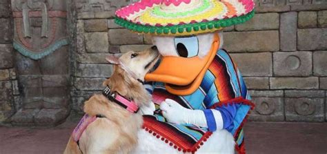 Service Dog Nala Shares A Magical Moment With Donald Duck