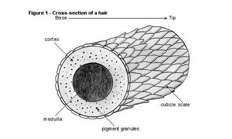 Hair Diagram Medulla