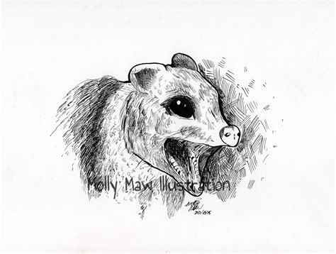 Possum Sketch At Explore Collection Of Possum Sketch