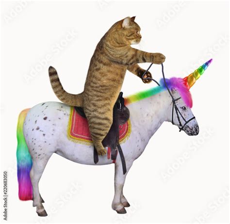 The Cat Is Riding The Real Unicorn White Background Foto De Stock