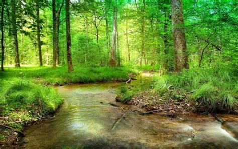 Free Download Forest Stream Wallpaper 1920x1080 Forest Stream