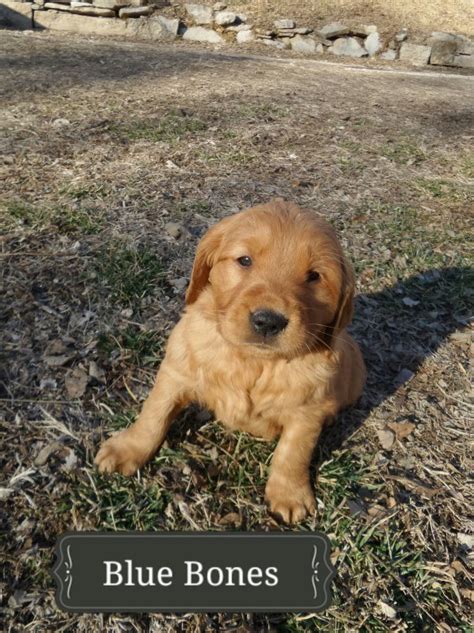 If you are looking to adopt or buy a golden retriever take a look here! Golden Retriever Puppies for Sale in Manhattan, Kansas
