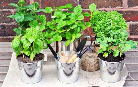 How To Grow Herbs Indoors Slick Garden