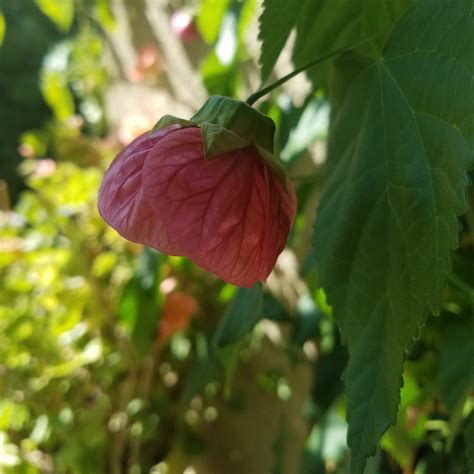 Abutilon 'Tropic 'Rose', Flowering Maple 'Tropic Rose' in GardenTags plant encyclopedia