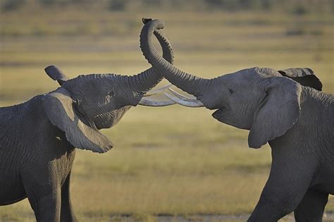 Via 500px Two Elephants Greeting Each Other Amboseli National Park Kenya East Africa By