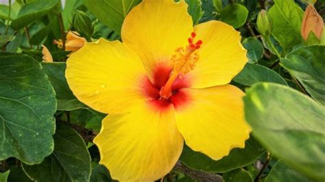 Oahu Island Flower Pua Ilima Sida Fallax