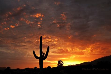 Tucson The Land Of Beautiful Sunsets