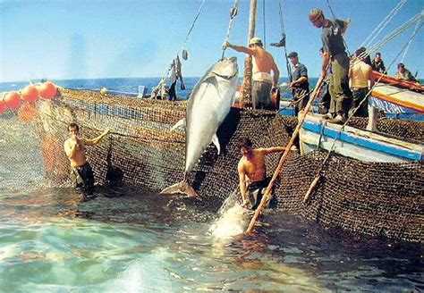 Almadraba La Pesca Tradicional Del Atún En Cádiz