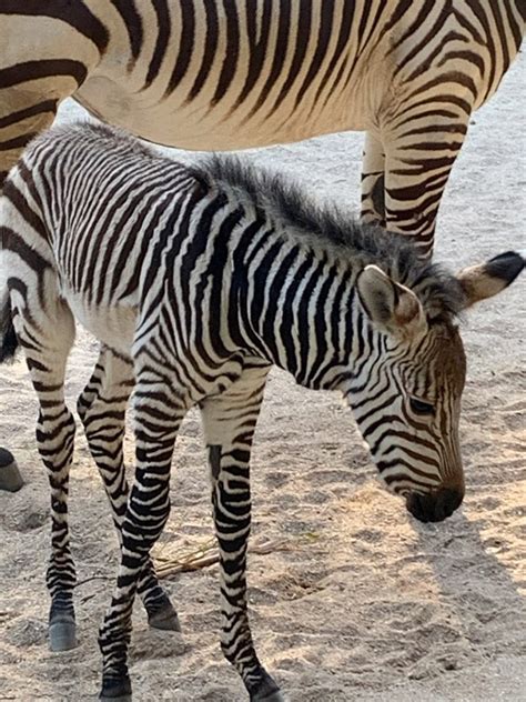 Meet The New Baby Zebra At Disneys Animal Kingdom Wdw Magazine