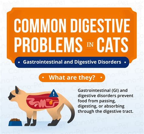 Chronic Gastroenteritis In Cats Cat Meme Stock Pictures And Photos