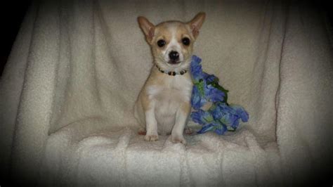 Gorgeous Fawn And White Registered Chihuahua Puppy 14 Weeks Old For