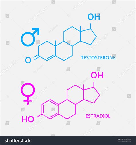Hormones Estradiol Testosterone Vector De Stock Libre De Regalías 744099493