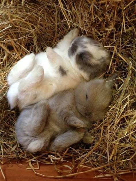 Cute Sleeping Bunnies Baby Animals Pinterest