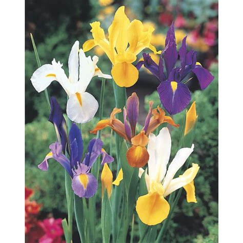 Gardens Alive 25 Pack Mixed Dutch Iris Beauty Bulbs At