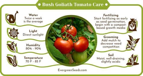 Bush Goliath Tomato Easy Care Tips To Grow These Large Tomatoes