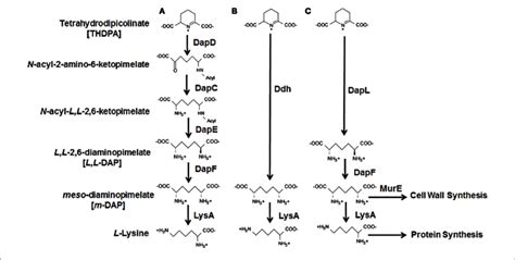 Diaminopimelate Lysine Biosynthesis Pathways The Four Variants Of