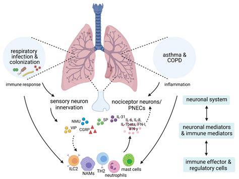 Ijms Free Full Text Infection Associated Mechanisms Of Neuro