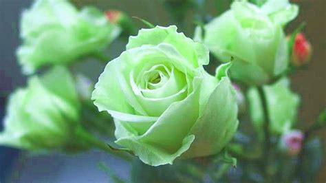 Green Rose Wallpapers Pictures Images