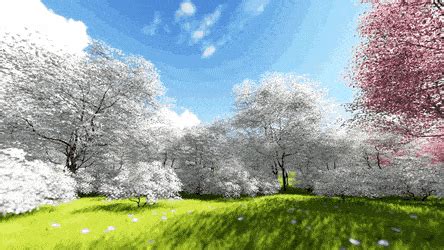 Beautiful nature scenes beautiful gif amazing nature best nature wallpapers nature gif beautiful waterfalls fantasy landscape vacation places nature pictures. Best Cherry Blossom Forest GIFs | Gfycat