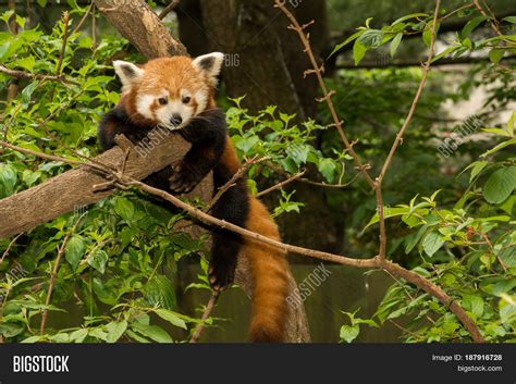 Young Red Panda Climbing Tree Image And Photo Bigstock