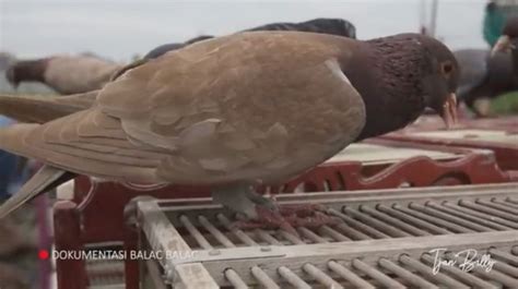 Tapi gak tau juga ya kalau di gom player sampeyan, hohoho. Ada Sayembara Mencari Burung Merpati di Pekalongan ...