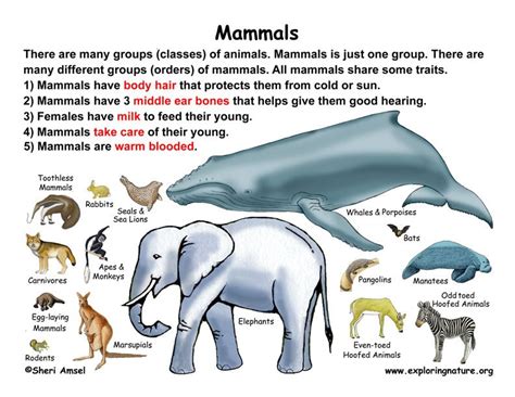 Classification Of Living Things Chart Class Mammals Grade K 3