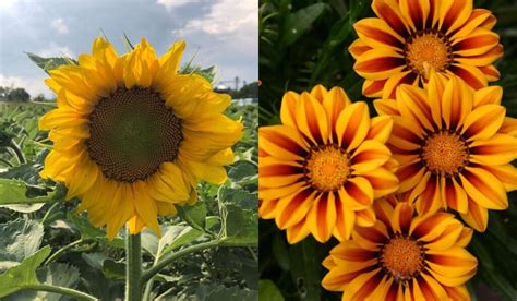 Sunflowers And Daisies Differences And Similarities