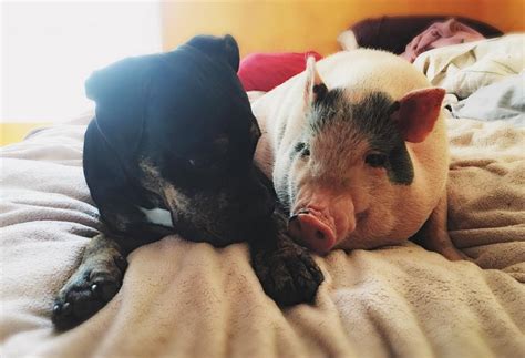 Peppa pig is a cheeky little piggy who lives with her younger brother george, mummy pig and daddy pig! Rescue Pig Falls Head Over Heels In Love With His New Canine Siblings