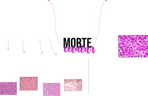 Em Relação à Morte Celular é Incorreto Afirmar Que