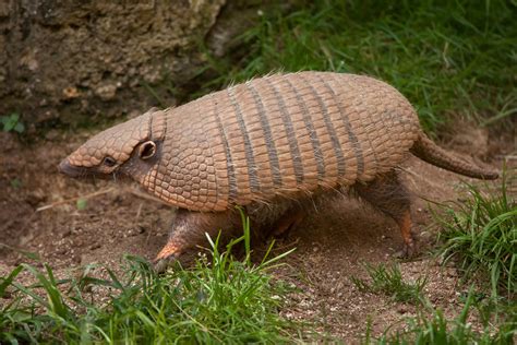 Types Of Armadillos Features Habitats And Conservation Status