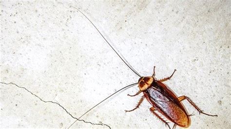 Cape Town Overrun With Cockroaches