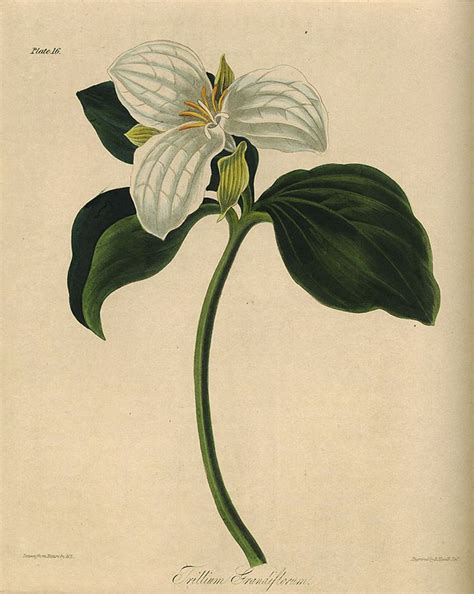 Trillium Botanical Illustration Botanical Illustration Illustration