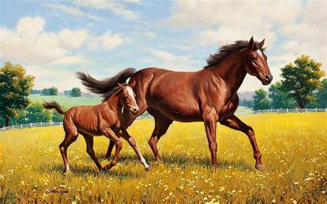 Animals Grass Polyana Glade Horse Run Running Stallion Hd