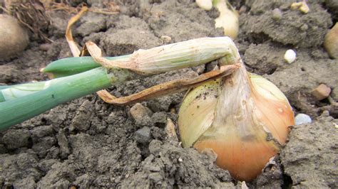 Am besten steckt man den knoblauch an einer sonnigen stelle in durchlässigen und humosen boden. Zwiebeln richtig ernten und lagern - Schweizer Garten