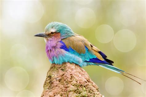 Colorful Birds Animals Bokeh Wallpapers Hd Desktop And Mobile