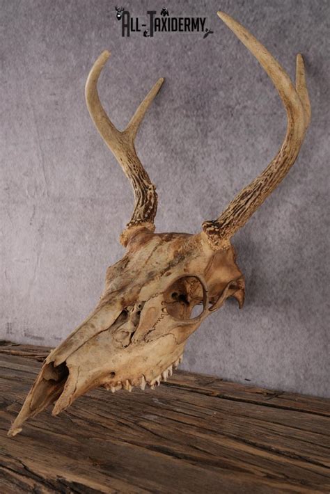 whitetail deer skull sku 2414 3 all taxidermy