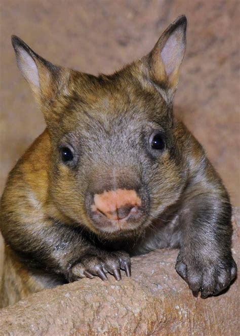 Hairy Northern Nosed Wombat Xxx Photograph