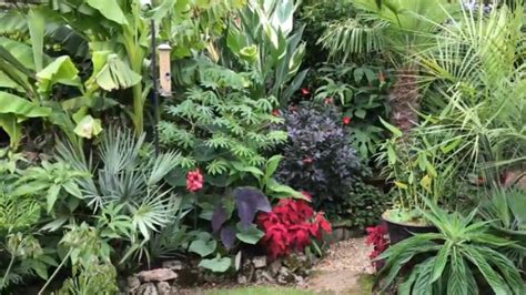 Pin On Diy Tropical Garden