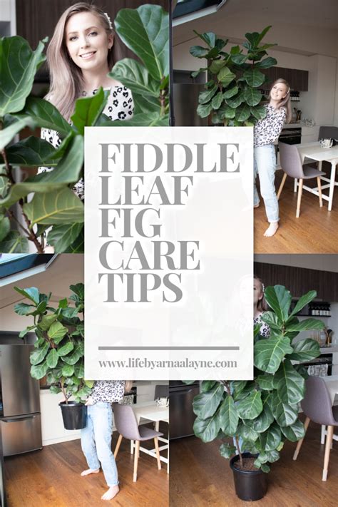 How To Care For A Fiddle Leaf Fig Fiddle Leaf Fig Fiddle Leaf