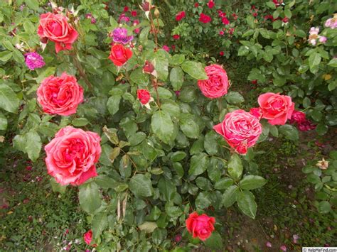 Fragrant Cloud Rose Photo