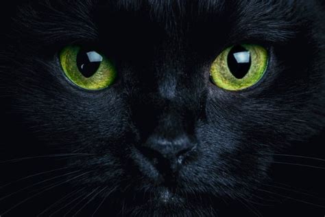 We offer premium services for men and women. Have You Been Seeing Black Cats? What The Black Cat ...