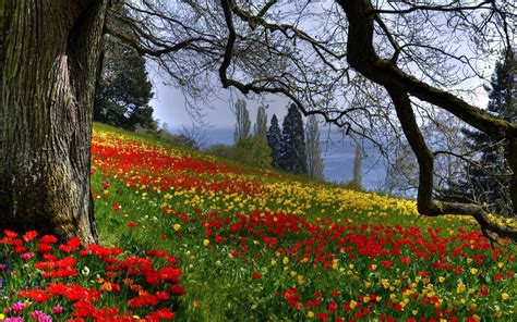 Spring Flowers In The Forest Wallpapers Wallpaper Cave