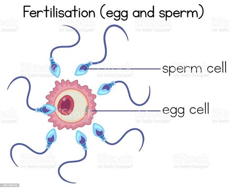 Düngung Von Ei Und Samenzellen Diagramm Stock Vektor Art Und Mehr